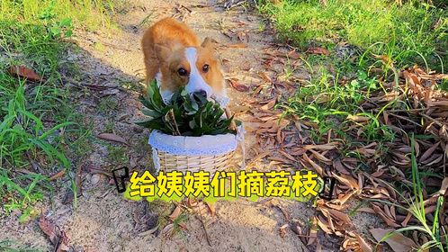 有一只会帮忙摘荔枝的狗狗是一种什么感觉！