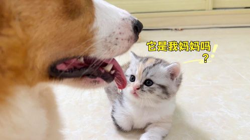 小奶猫把狗狗当成了妈妈，好暖心！