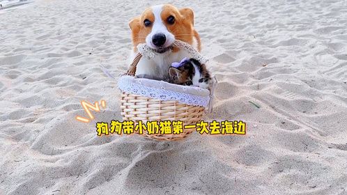 小奶猫被铲屎官玩坏了，小奶猫：我太难了！