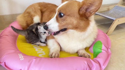 狗狗和它的小奶猫！