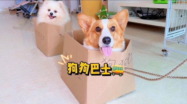 给狗子做了一个狗狗巴士，狗子坐上就不肯下来了！