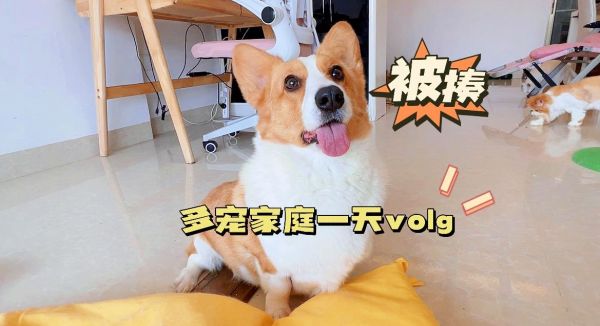 主人让狗狗把被子拿去洗，狗：又是被猫揍的一天！