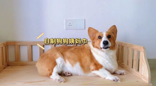 狗狗来大姨妈了，给狗狗做一条姨妈裤！