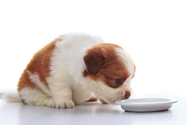 幼犬不能喝牛奶，牛奶对幼犬的危害（宠物喂养误区与健康食谱，如何正确喂养幼犬）