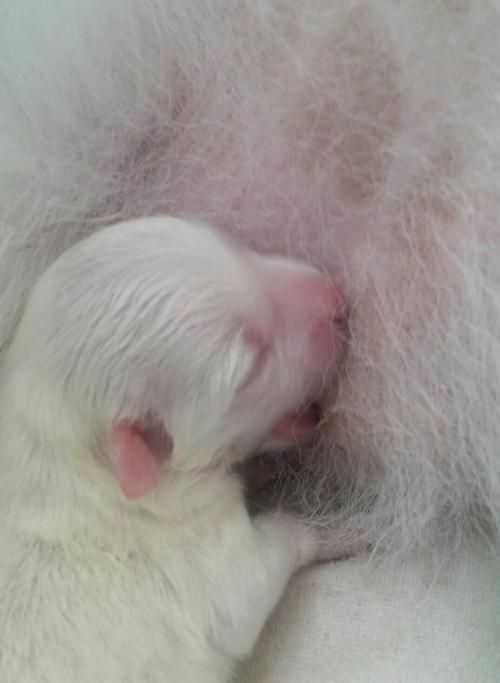 幼犬不能喝牛奶，牛奶对幼犬的危害（宠物喂养误区与健康食谱，如何正确喂养幼犬）