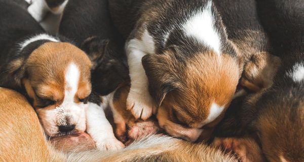幼犬不能喝牛奶，牛奶对幼犬的危害（宠物喂养误区与健康食谱，如何正确喂养幼犬）