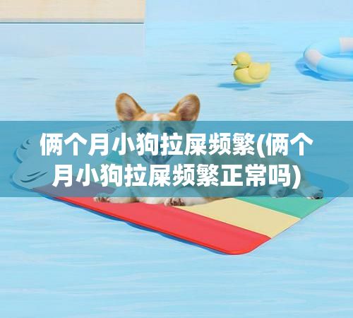 俩个月小狗拉屎频繁(俩个月小狗拉屎频繁正常吗)