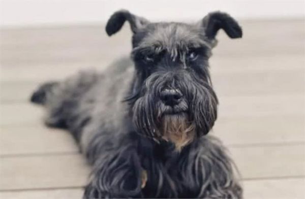 迷你雪纳瑞犬：犬种介绍