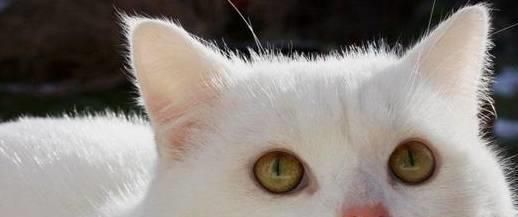 为什么猫咪吸收不了蛋白质（揭秘猫咪的消化系统和蛋白质吸收问题）