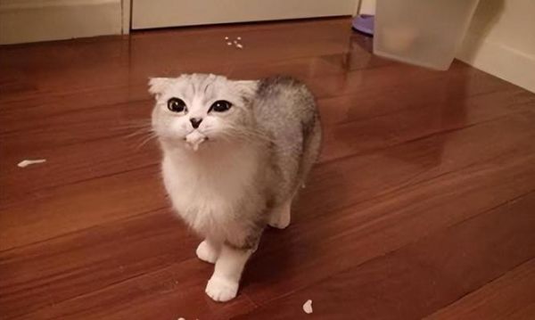 为什么猫咪吸收不了蛋白质（揭秘猫咪的消化系统和蛋白质吸收问题）