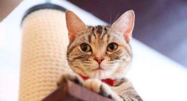猫的血红蛋白正常值是多少（探究猫血红蛋白值的测量方法和对猫健康的影响）