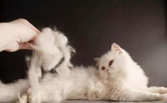 小猫蛋白低的解决方法（以宠物为主）