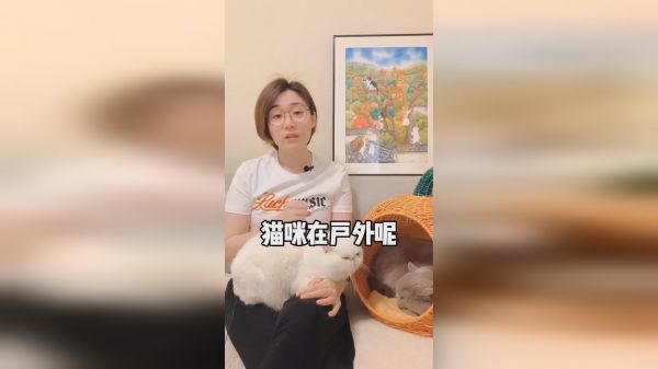 你家猫咪玩具多么？