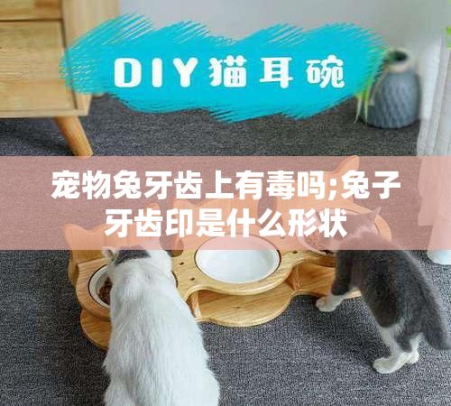 宠物兔牙齿上有毒吗;兔子牙齿印是什么形状