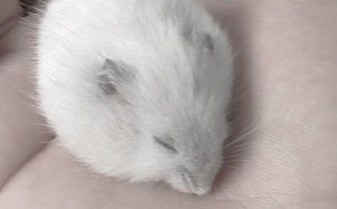 我的宠物仓鼠作文5篇