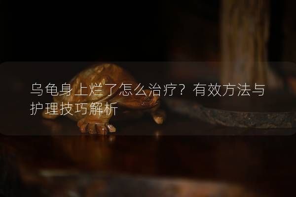 乌龟身上烂了怎么治疗？有效方法与护理技巧解析