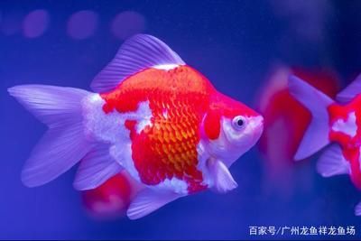 大日玉鲭鱼的日常护理要点