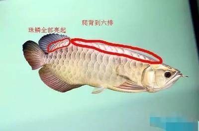 大白鲨鱼苗的日常护理