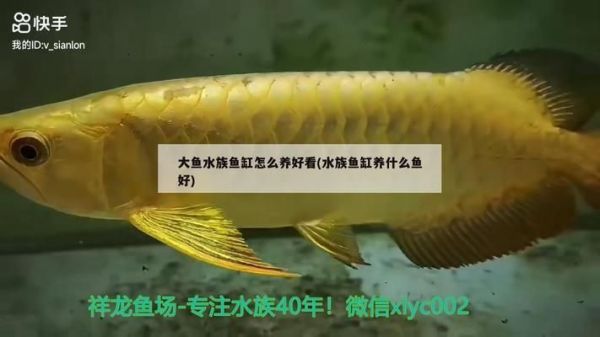 大白鲨鱼苗的日常护理