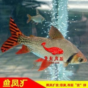 飞凤鱼苗日常护理要点（飞凤鱼苗日常护理的主要要点飞凤鱼苗换水操作指南）