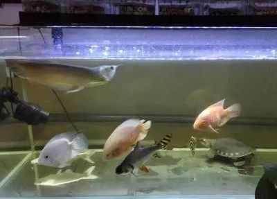 飞凤鱼苗日常护理要点（飞凤鱼苗日常护理的主要要点飞凤鱼苗换水操作指南）