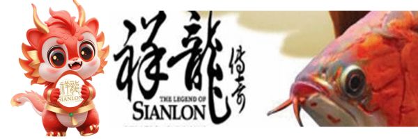 祥龙蓝珀金龙鱼的日常护理（祥龙蓝珀金龙鱼的日常护理措施）