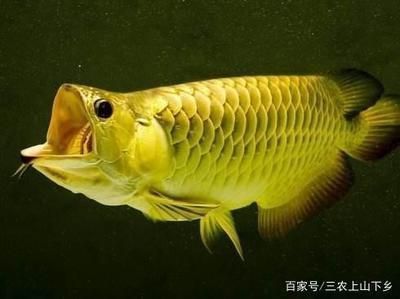 祥龙蓝珀金龙鱼的日常护理（祥龙蓝珀金龙鱼的日常护理措施）