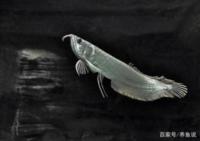 祥龙蓝珀金龙鱼的日常护理（祥龙蓝珀金龙鱼的日常护理措施）
