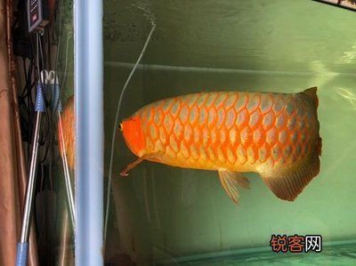 祥龙蓝珀金龙鱼的日常护理（祥龙蓝珀金龙鱼的日常护理措施）