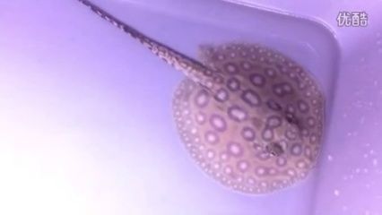 白子黑帝王魟鱼的日常护理