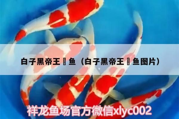 白子黑帝王魟鱼的日常护理