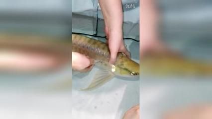 青龙鱼日常护理要点（青龙鱼日常光照管理技巧青龙鱼手术后的特殊护理方法）