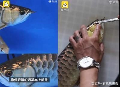 青龙鱼日常护理要点（青龙鱼日常光照管理技巧青龙鱼手术后的特殊护理方法）