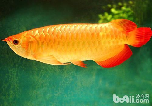 青龙鱼日常护理要点（青龙鱼日常光照管理技巧青龙鱼手术后的特殊护理方法）
