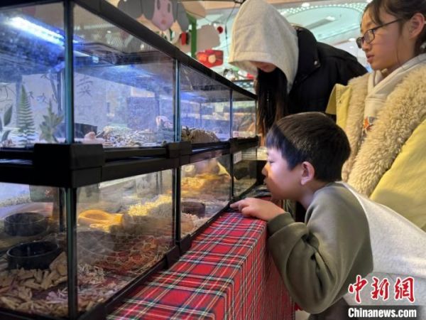 春节期间，蛇类宠物引起西安民众好奇。杨英琦 摄