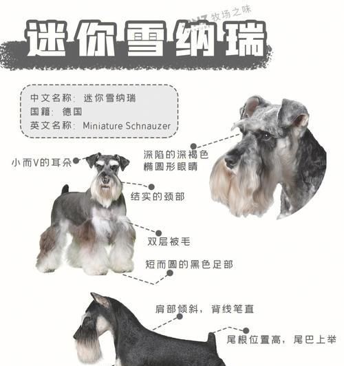 预防雪纳瑞儿瘟热，让宠物健康成长