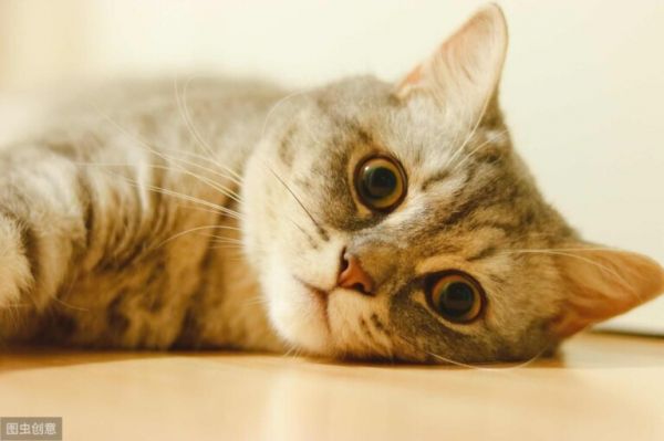 猫传腹能活多久？致死率是百分之百预防胜于治疗