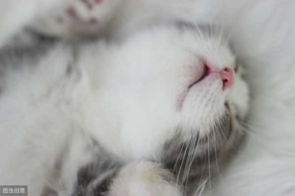 猫传腹能活多久？致死率是百分之百预防胜于治疗