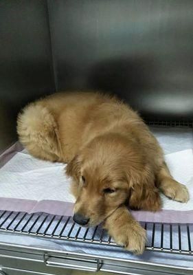 如何预防金毛犬生病（从宠物生活细节做起，助力金毛健康长寿）