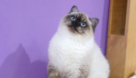 为你科普一下，怎么预防重点色短毛猫尿道疾病？