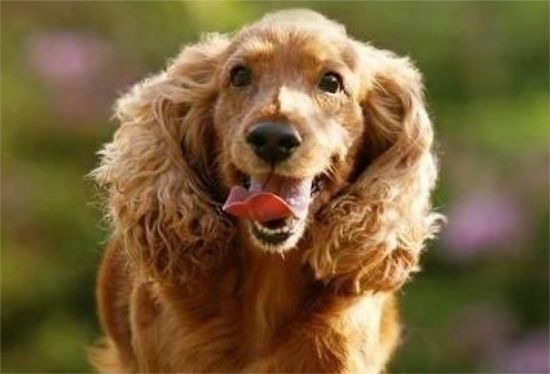 可卡犬的梳理方法和疾病预防方法是什么？来看看吧