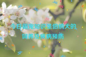 今日萌宠知识圣伯纳犬的饲养及疾病预防