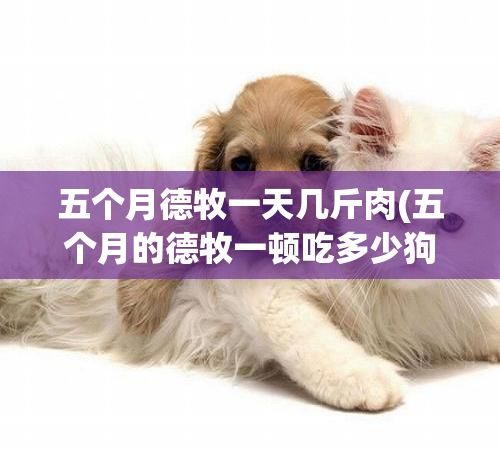 五个月德牧一天几斤肉(五个月的德牧一顿吃多少狗粮)