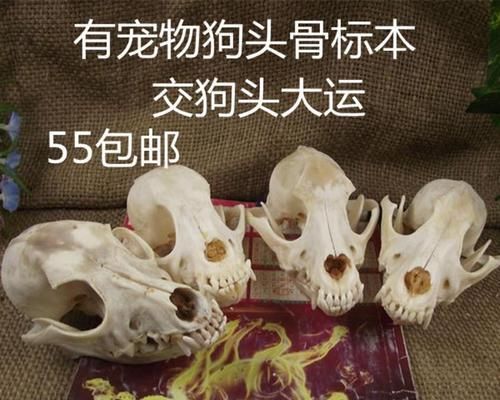 小狗吃牛骨头，病倒了！（以宠物为主，了解小狗吃牛骨头的风险与预防措施）
