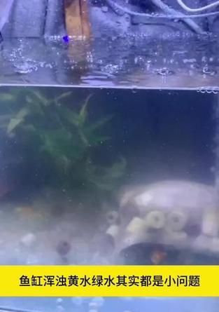 三种方法帮你清洁鱼缸底部，保障鱼缸水质的妙招（让你轻松应对鱼缸底部脏东西，保持水质清洁）