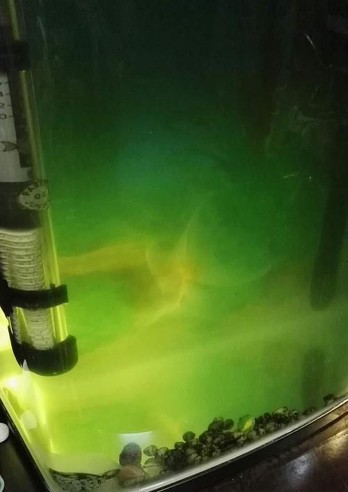 三种方法帮你清洁鱼缸底部，保障鱼缸水质的妙招（让你轻松应对鱼缸底部脏东西，保持水质清洁）