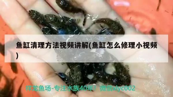 鱼缸清理方法视频讲解(鱼缸怎么修理小视频) 养鱼知识