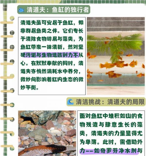 清道夫鱼为何无法保持鱼缸清洁？如何解决鱼缸脏的问题？