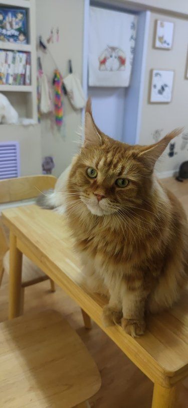 终于在太原找到一家满意的猫咖啦！