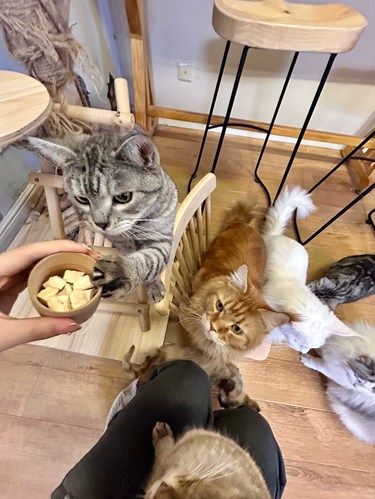 今天和小猫玩ฅᐞ˶⦁༝⦁˶ᐞฅ天啦噜好可爱